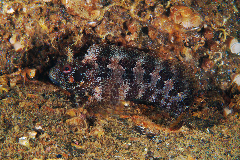 Piccolo blennide (Parablennius gattorugine)
